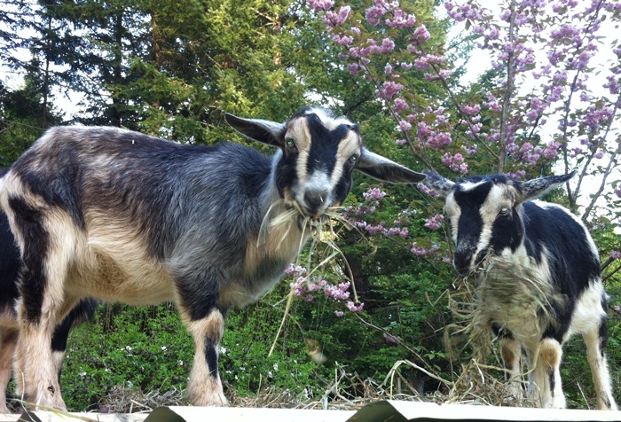 Stargrove goats